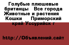 Голубые плюшевые британцы - Все города Животные и растения » Кошки   . Приморский край,Уссурийск г.